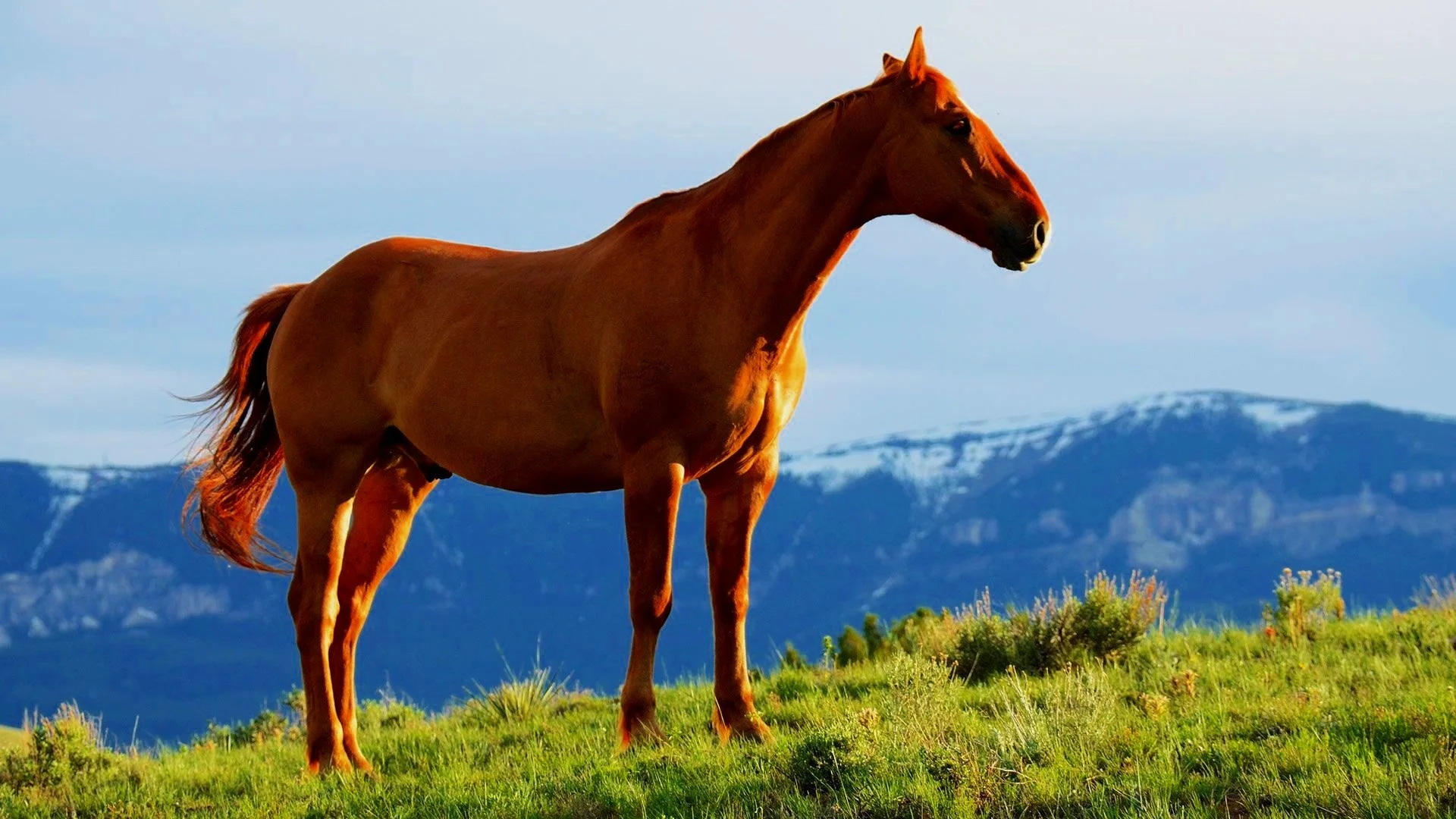 Cheval sur une montagne qui regarde au loin