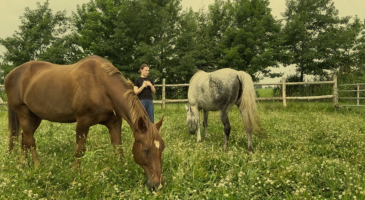 Deux chevaux dans un pré vert avec un arbre derrière, un cheval marron à gauche qui mange de l'herbe et un cheval gris à droite, une femme en arrière prenant une photo.