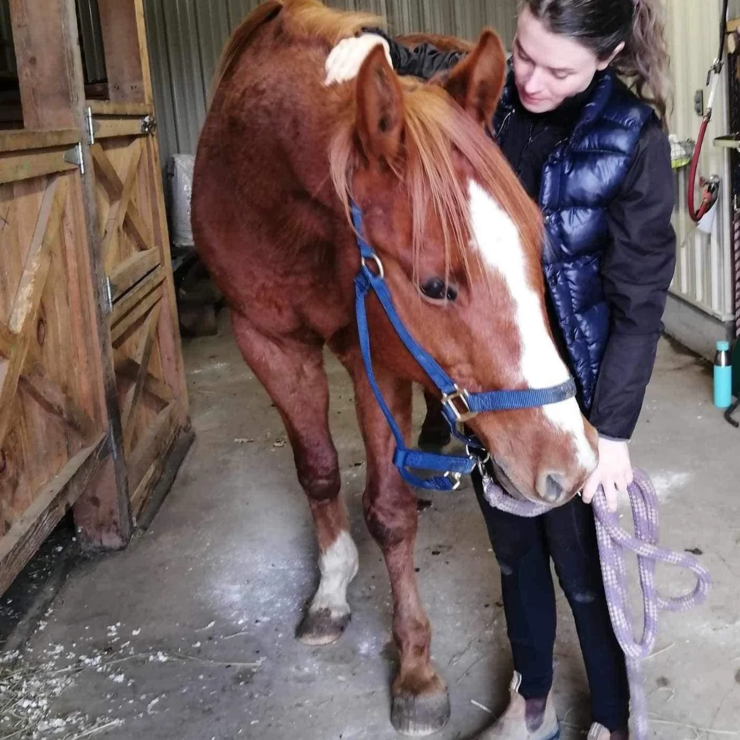 Service ambulatoire de massothérapie équine- Montérégie