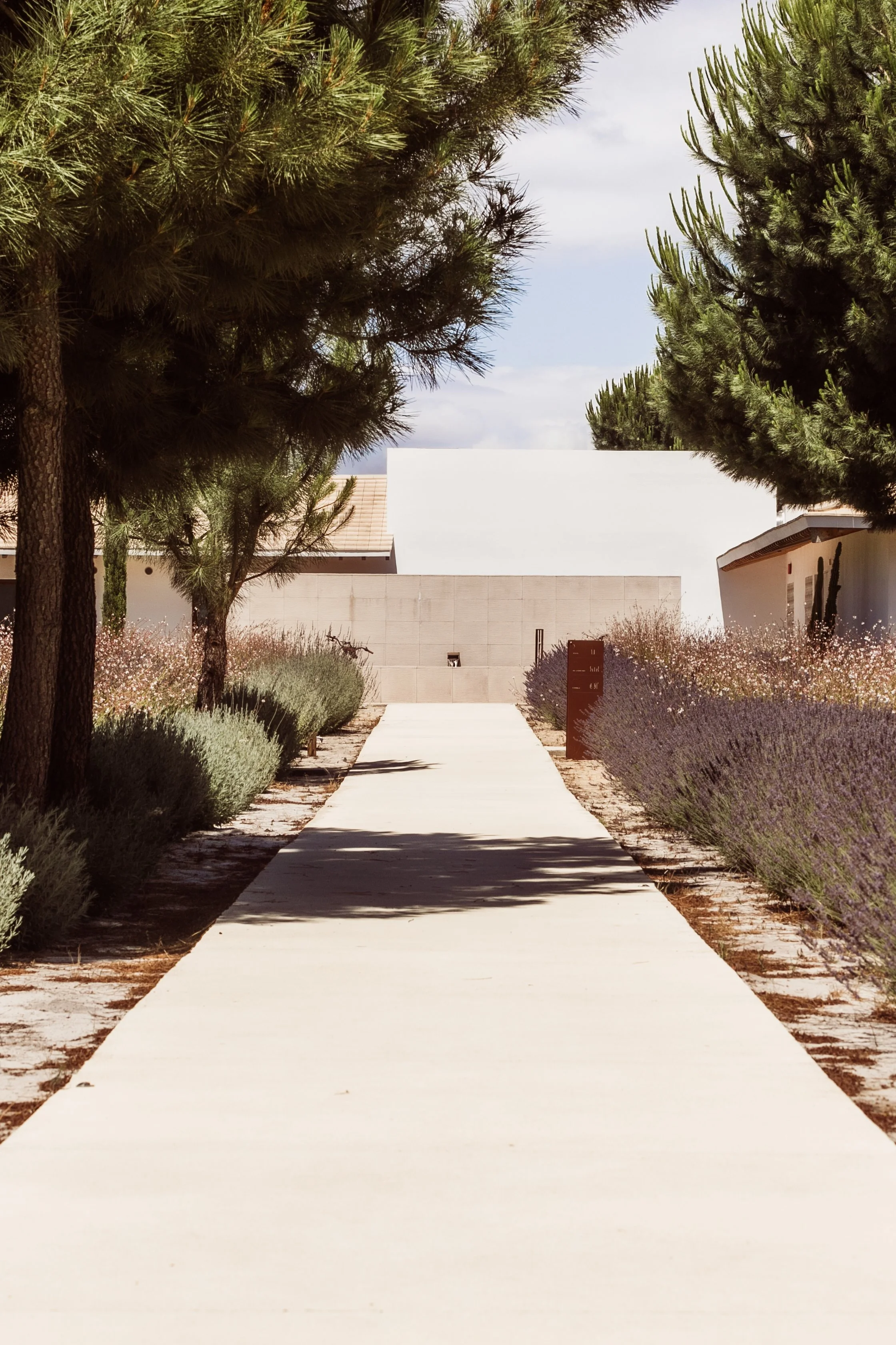 A straight concrete sidewalk leads toward modern white buildings, flanked by lavender bushes and pine trees along the pathway, with a cloudy sky overhead.