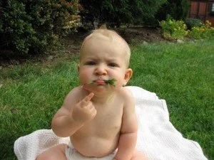 Orange Peel Honey and Plantain, a plant for teething pain (relief!)