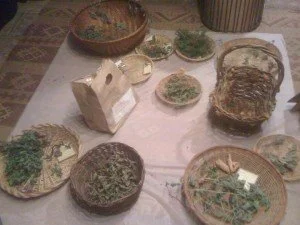 Winter Wildcrafting + Recipe: White Pine Cough Syrup