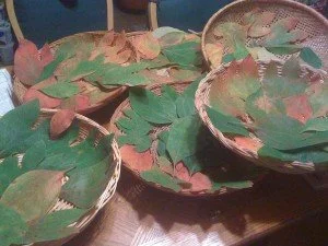 Been gone Sassafras harvesting!! 