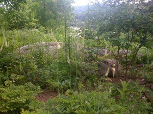 Join us in the Native and Wild Green Medicine Garden! 
