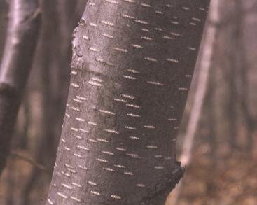 black birch bark.jpg