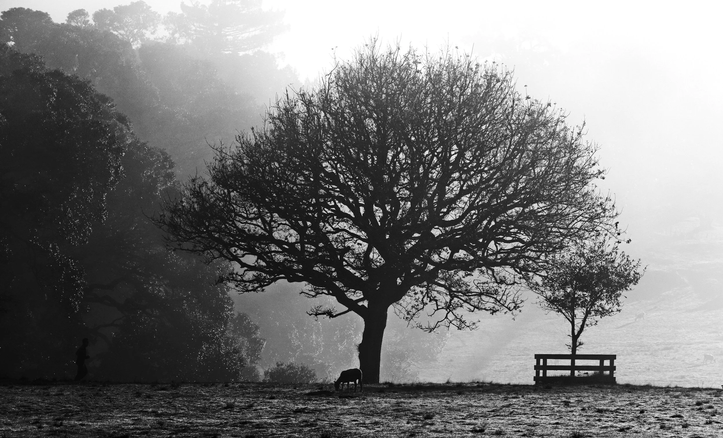 Week Eleven Theme: Legacy