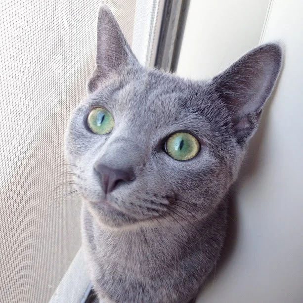 Elton in the window.JPG