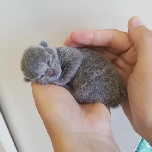 tiny baby.JPG