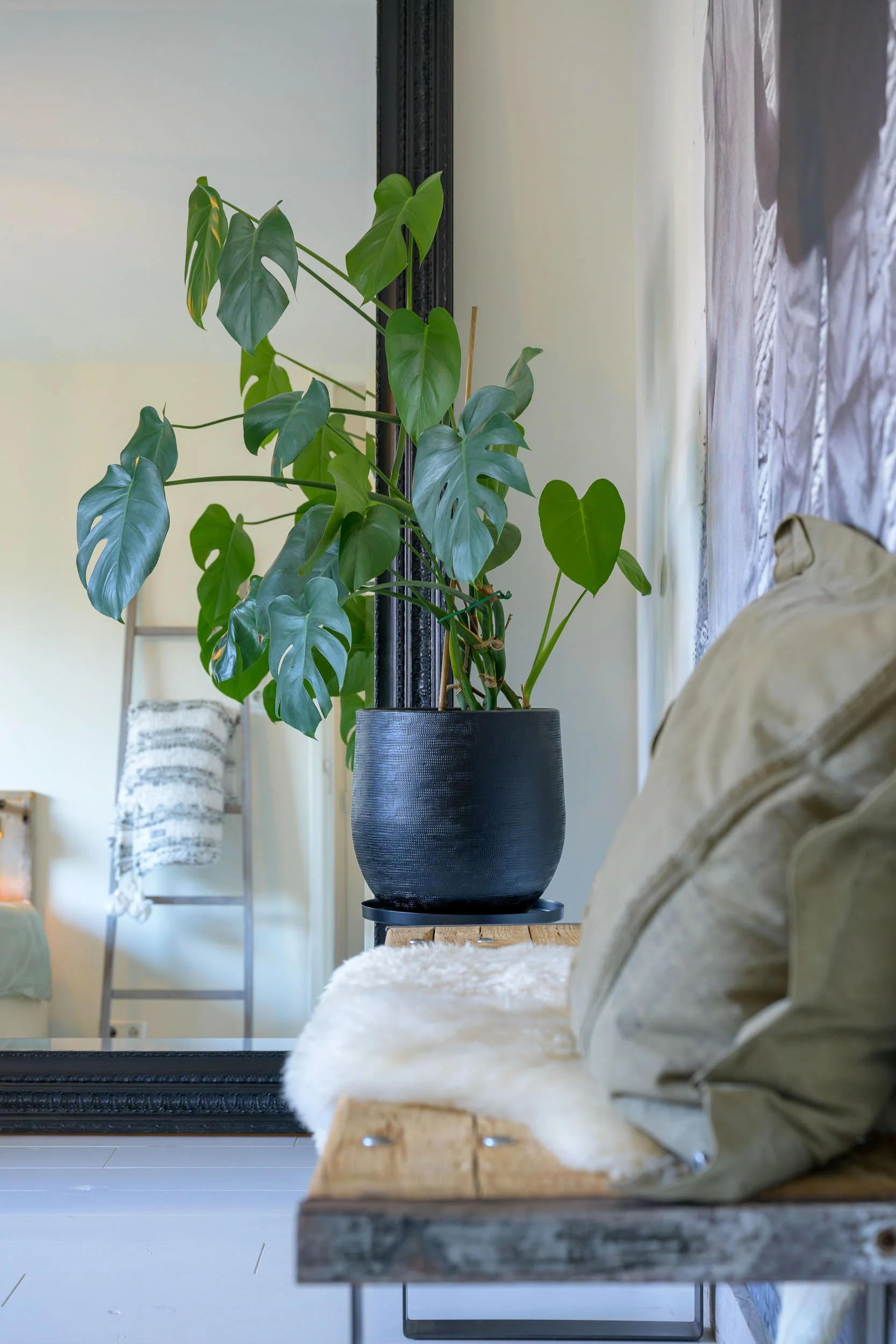 Binnenhuisfoto met een grote groene monstera plant in een zwarte pot, een houten plank, en een bank met kussens. De kamer heeft een lichtkleurige muur en een grote spiegel.