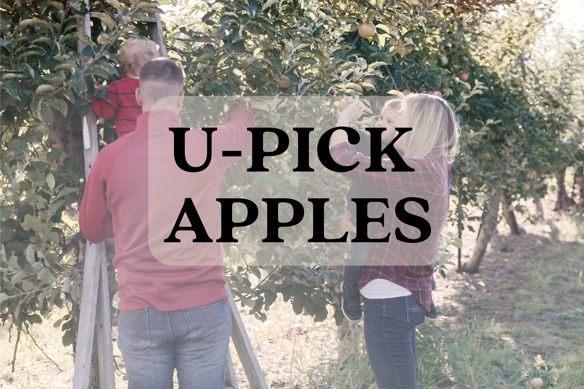 U-Pick Apples