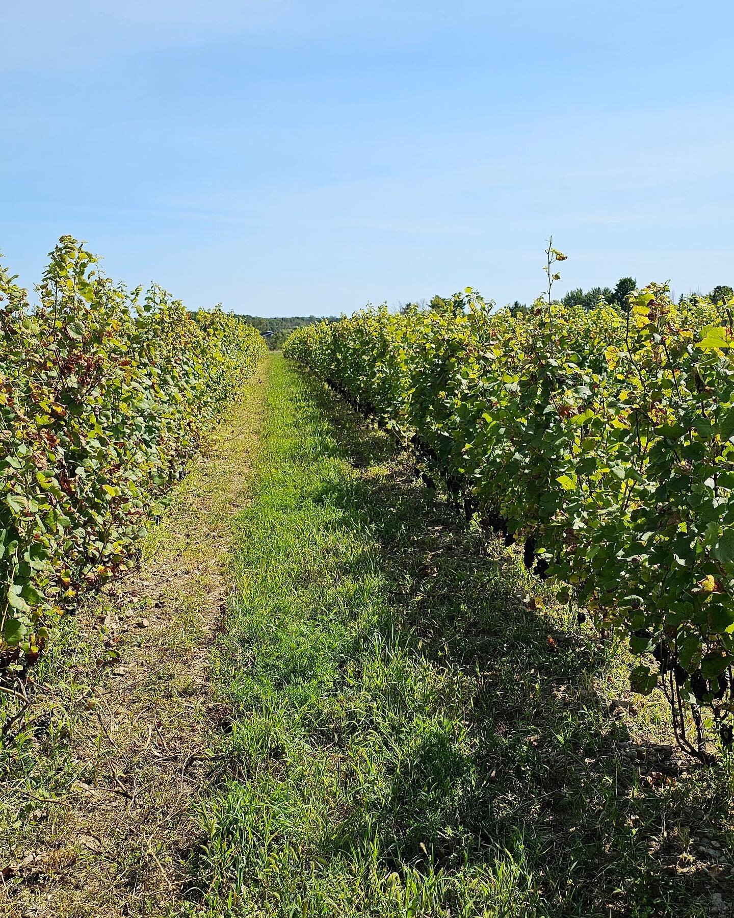 Pinot Noir anyone? 🍇

Here at Redtail we are getting VERY excited! In case you haven&rsquo;t heard, we are preparing for our first estate grown harvest with our NEW wine maker Renan! 

We look forward to sharing our 2023 Harvest with you - so stay t