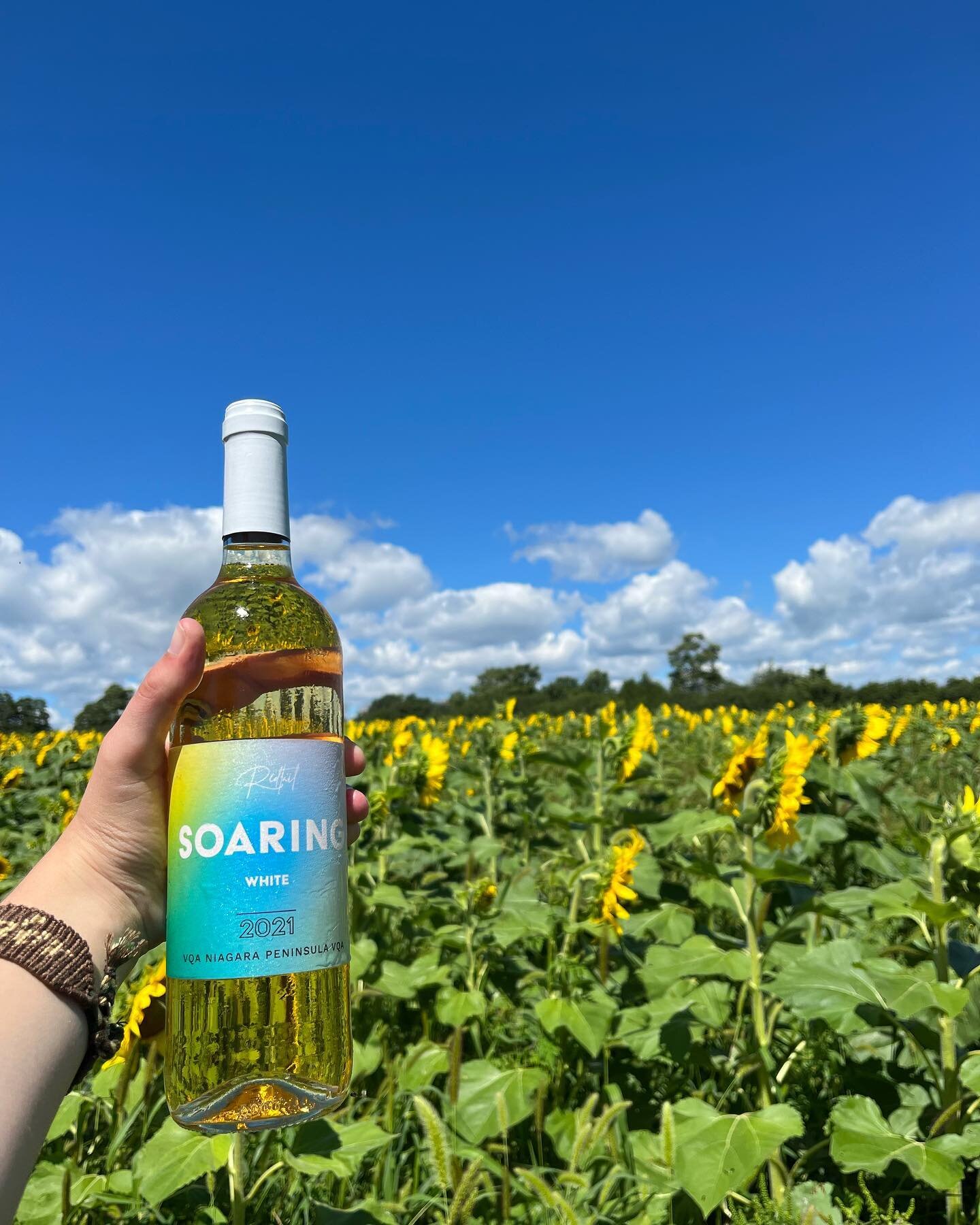 Happy Friday 🌻💛✨

Open all weekend for all your wine needs &amp; views of our sunflower field! 😍

Have you tried our Soarings yet? 🥂

#sunflowers #happyfriday #redtailvineyards #princeedwardcounty #fridayvibes #soaringseries #winelovers #pecwines