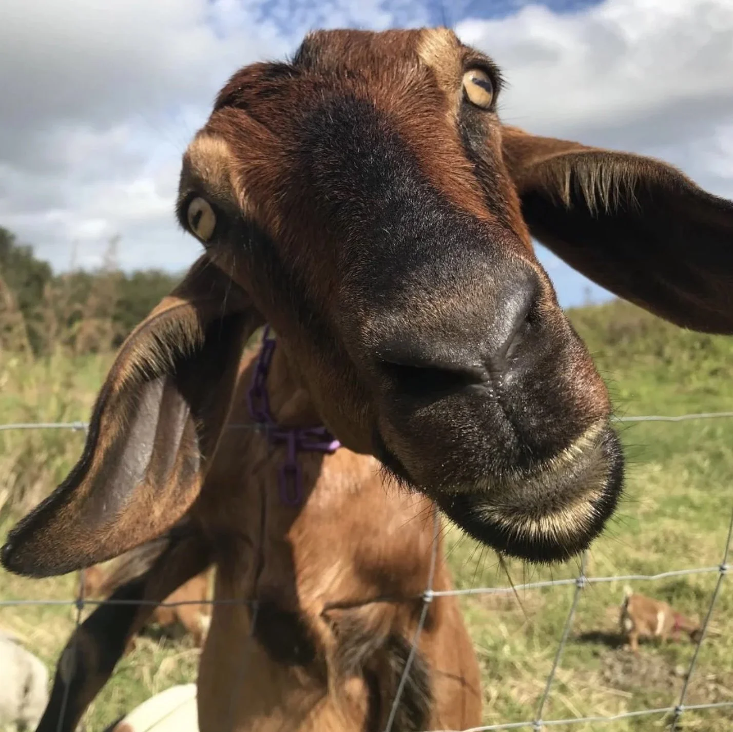 Mo, the big brown Nubian, is pretty sure she's a dog.