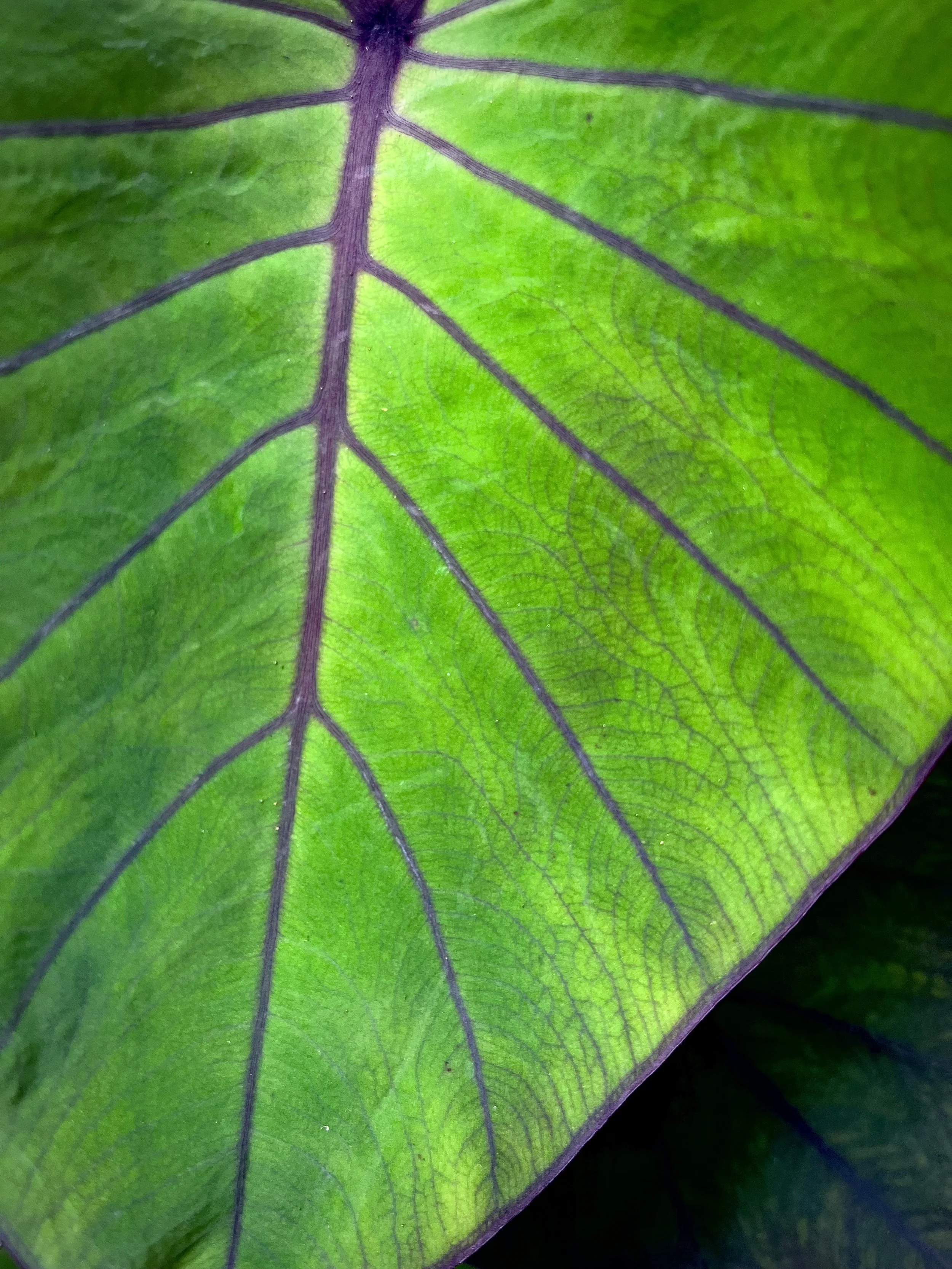 Monocropping: Boo!...Food Forests: Yay!
