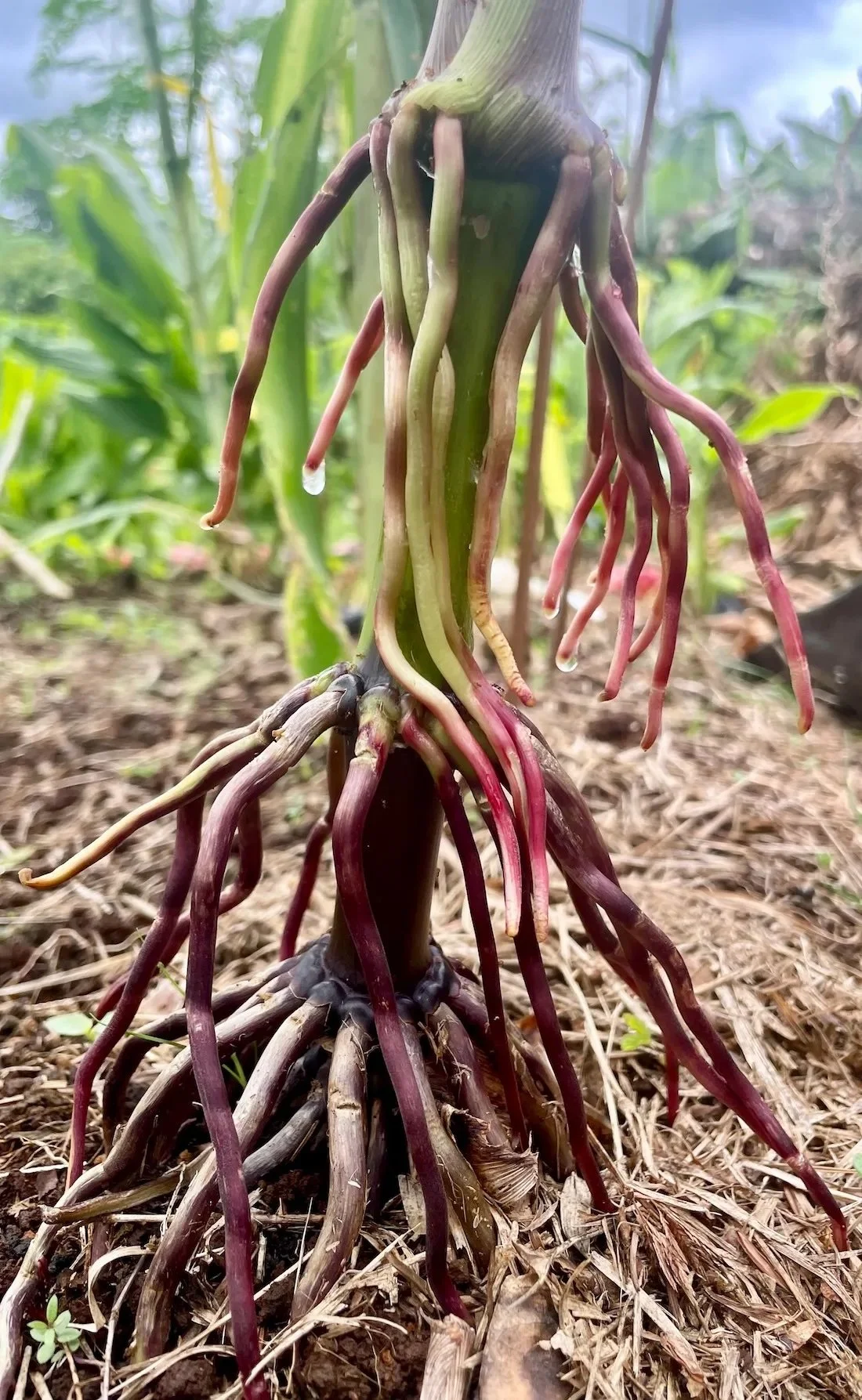 Slimy Roots, Huge Potential