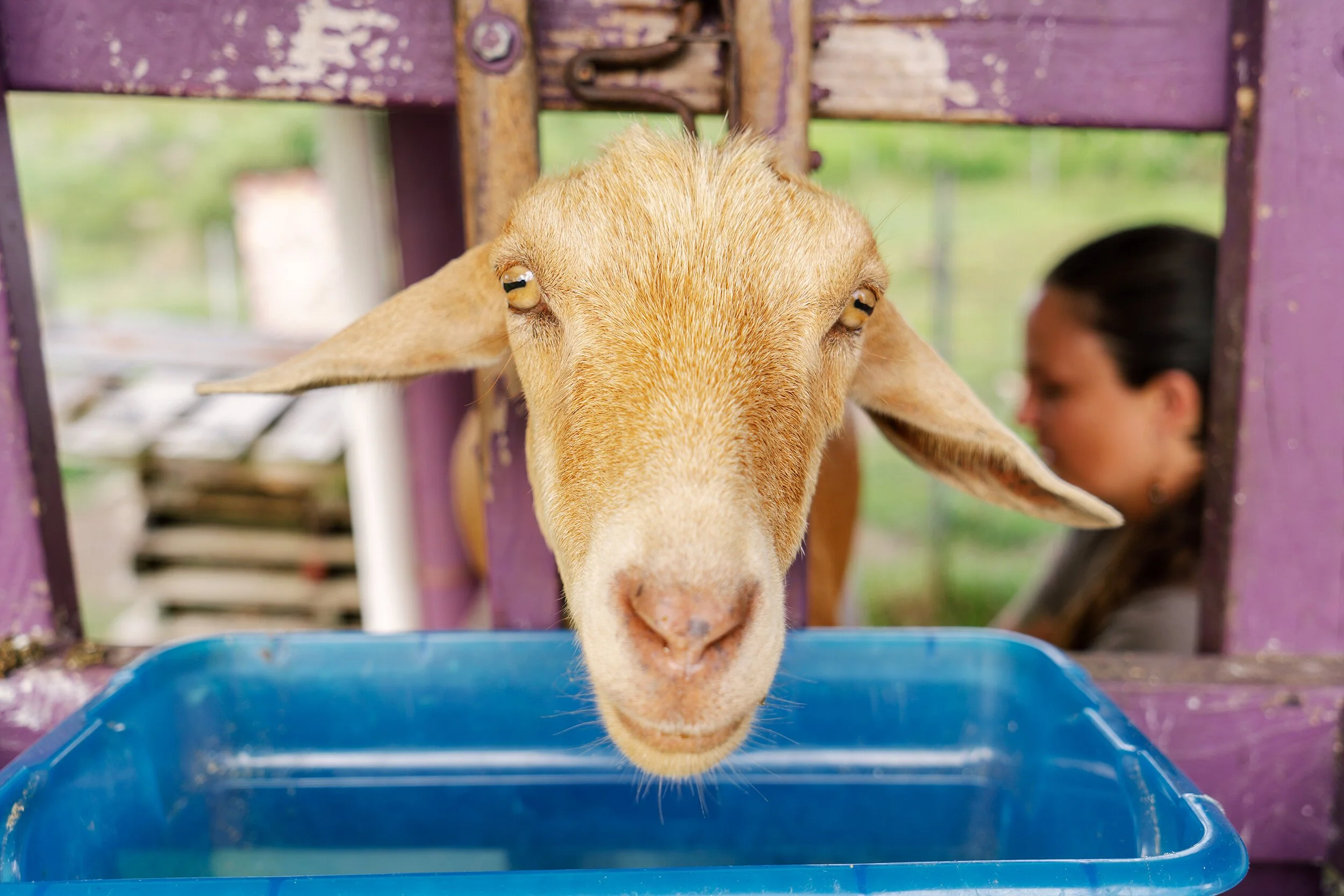 Goat Milk Soap: What's Actually in It and Why It Works Differently