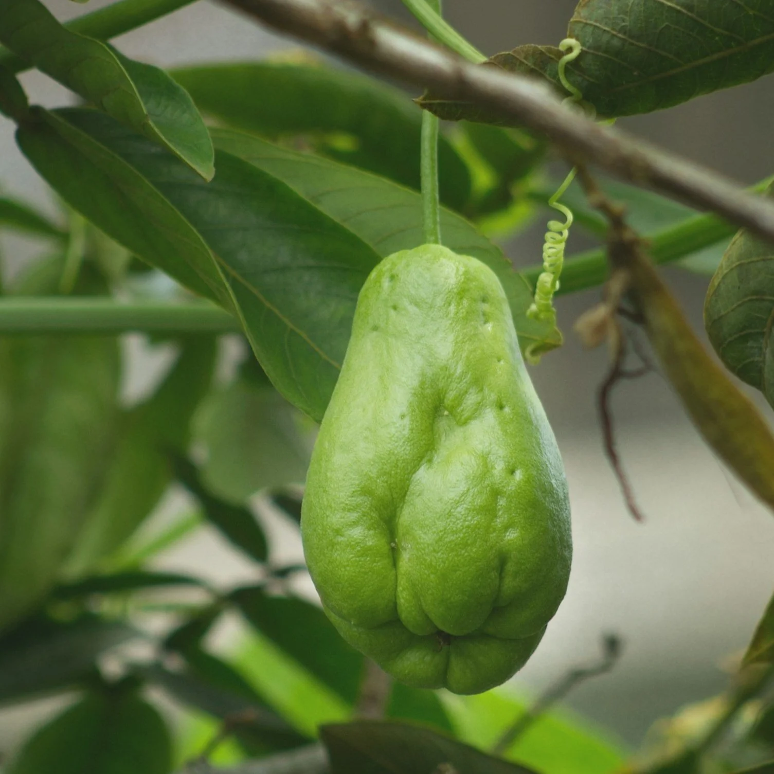 Plant one pipinola, feed the whole neighborhood.