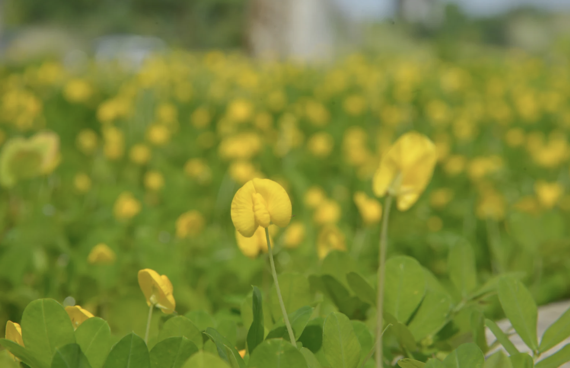 a patch of bright yellow perennial peanut flowers