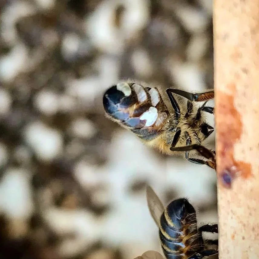 the underside of a honeybee, producing wax flakes