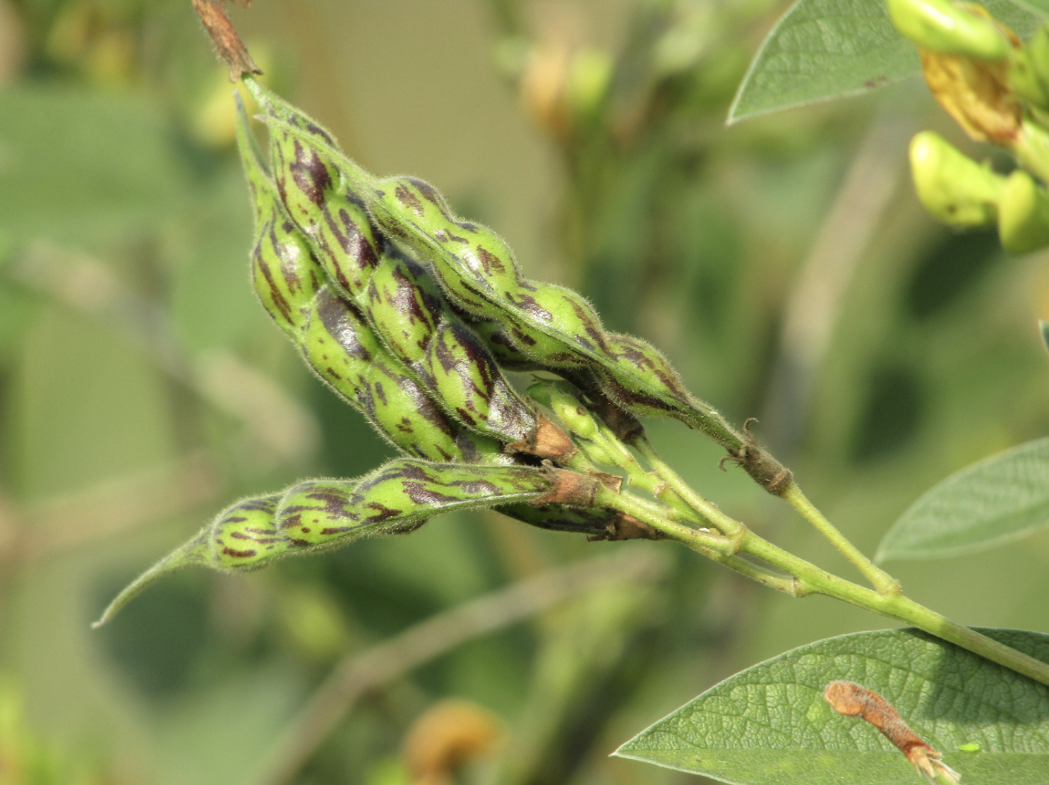 pigeon pea pods in the garden