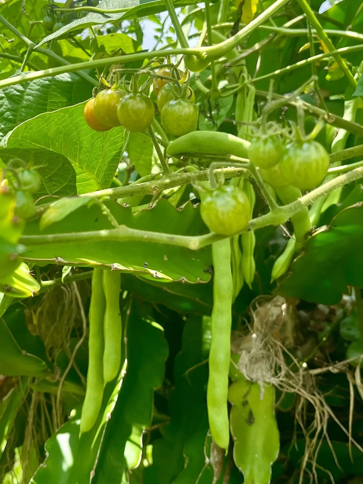 Cherry tomato and bean vines winding their way through a dragronfruit cactus.
