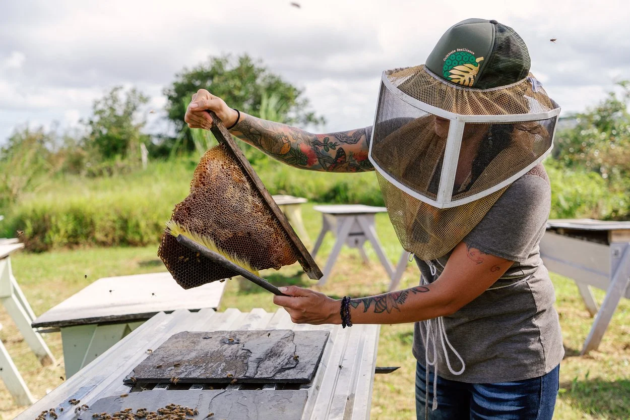 Person examining honeycomb frame while wearing a protective beekeeper suit and hat with a mesh face shield outdoors with green vegetation and cloudy sky