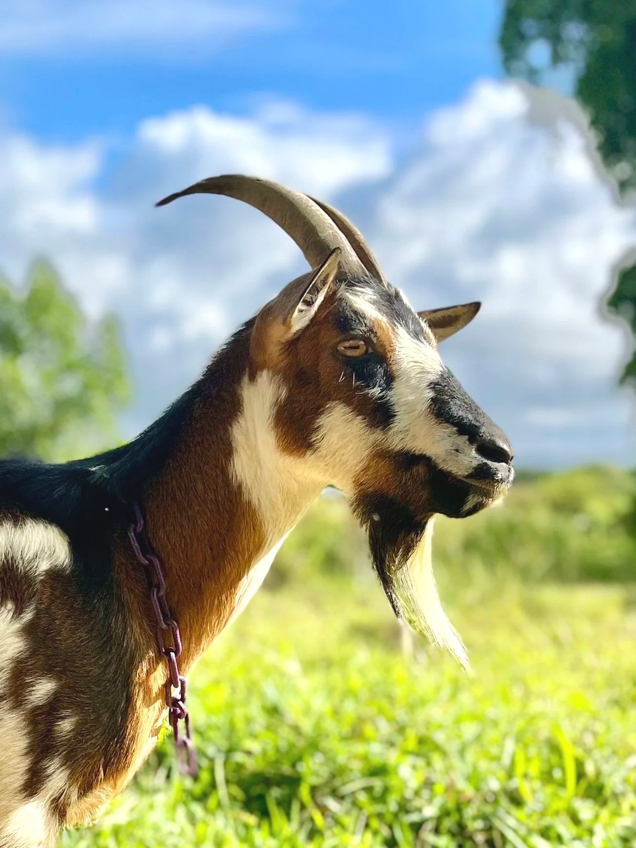 A goat with black, white, and brown fur, large curved horns, and a beard stands outdoors against a backdrop of blue sky with clouds and green trees and grass.