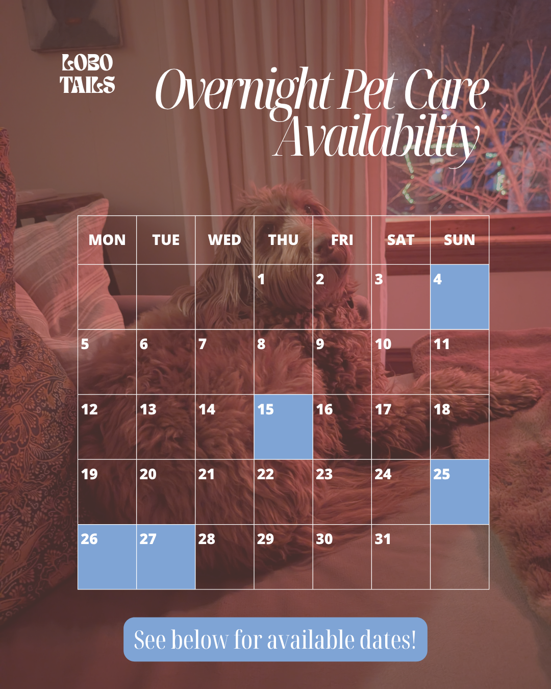 A calendar displaying overnight pet care availability for Lobo Tales, overlaid on a cozy room with a sleeping dog near a window and cushions.