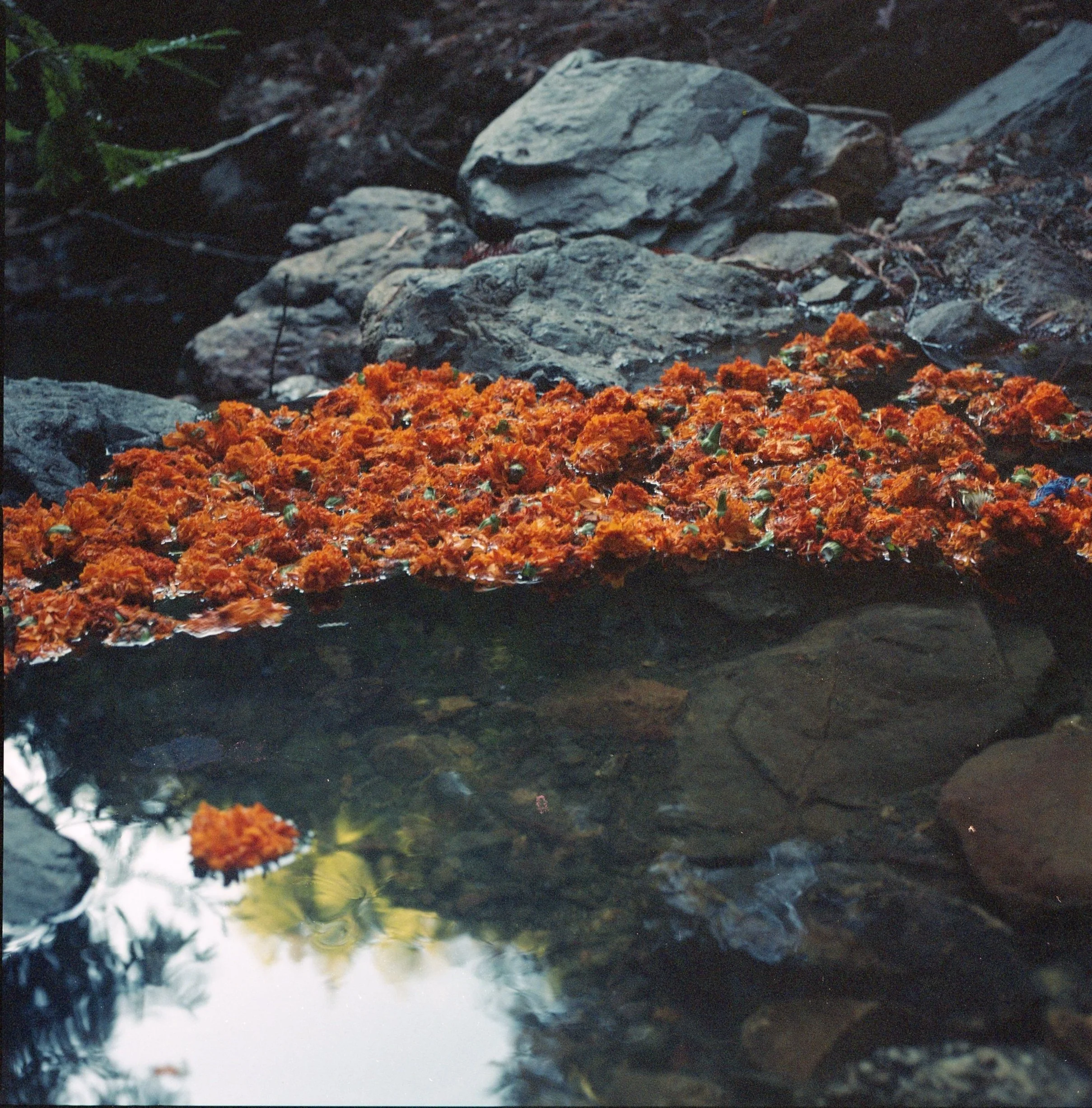 sukhpreet's photography of a dark rock cove, marigolds and water
