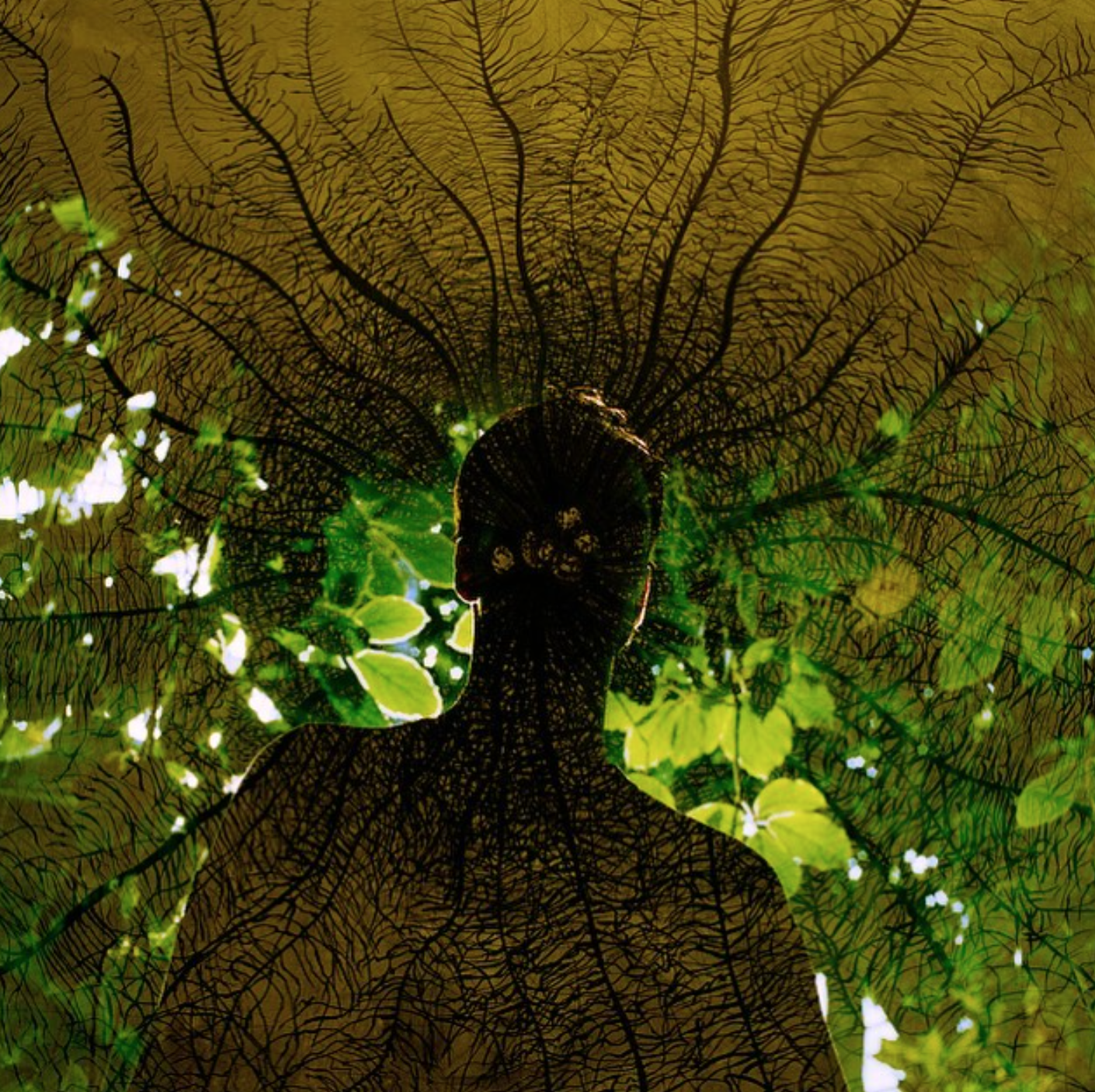 sukhpreet's photography with the back of a pesons form looking out through the trees, connected like mycelium