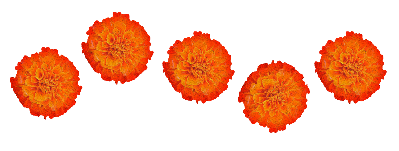 four marigolds with red tips in a wavy line