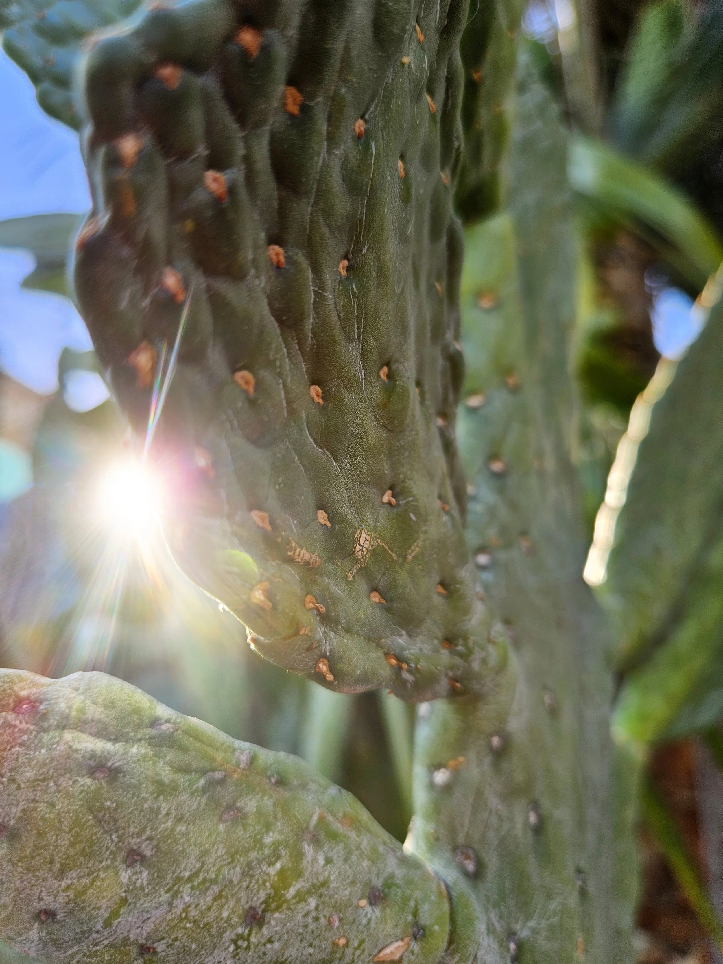 cactus, sunlight