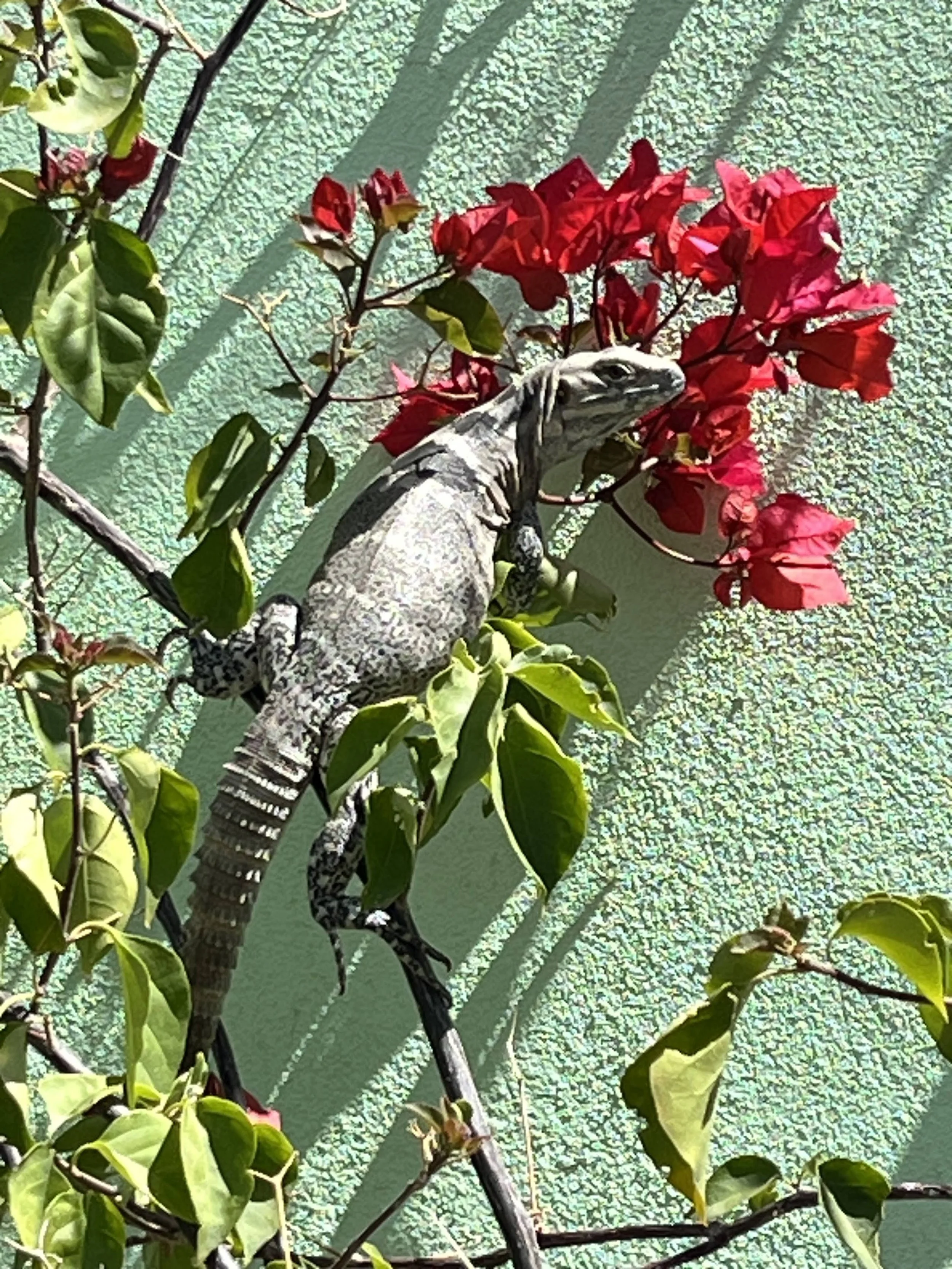 an iguana resting in bougainvillae