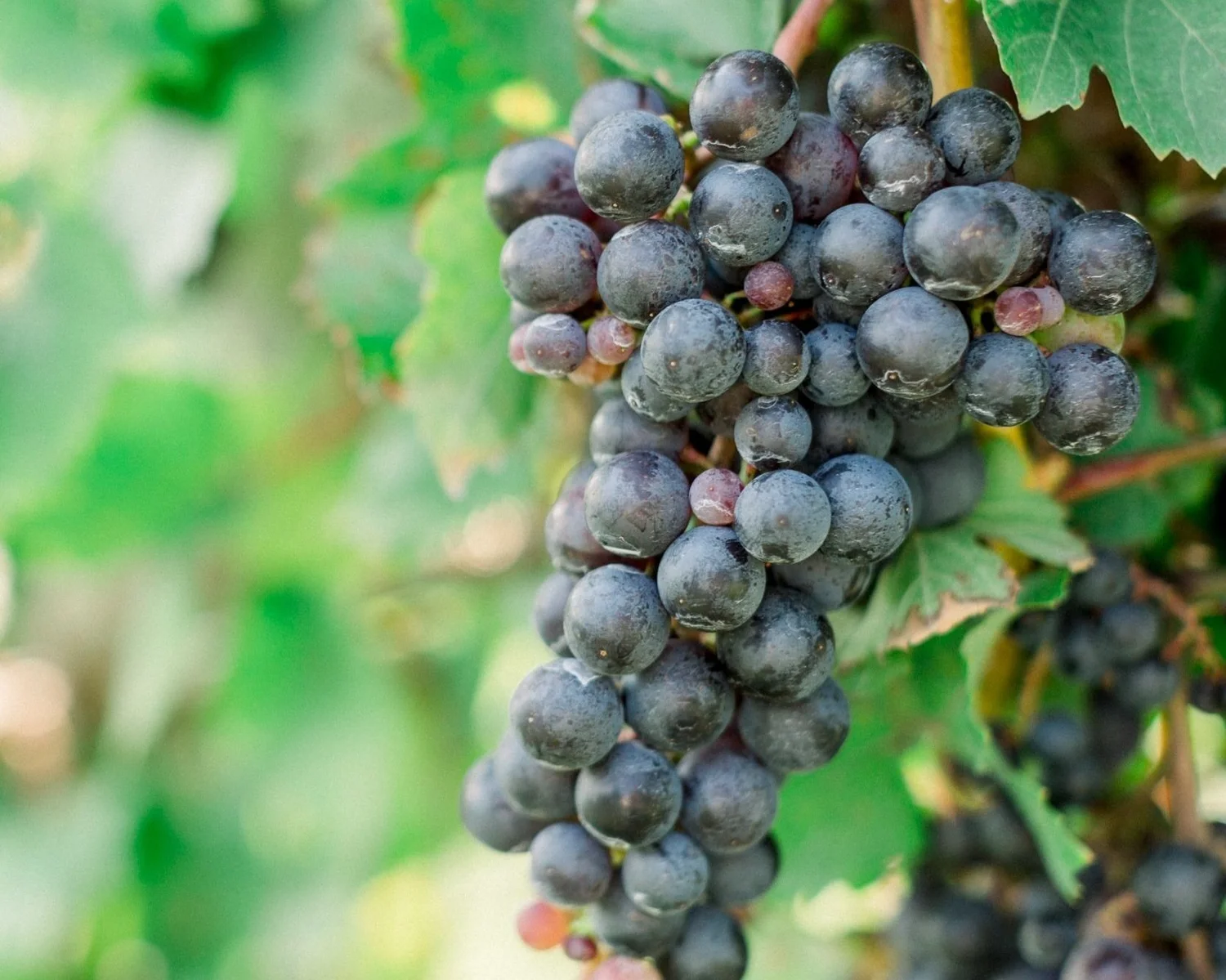 General 2 — Ciccone Vineyard & Winery