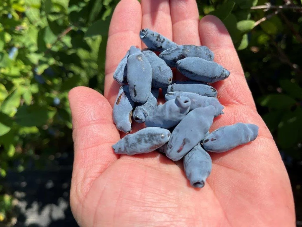 About Us — Nova Scotia's Own Haskap Berries