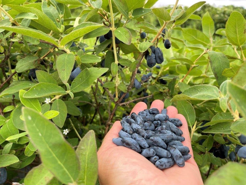 ABOUT US — Nova Scotia's Own Haskap Berries