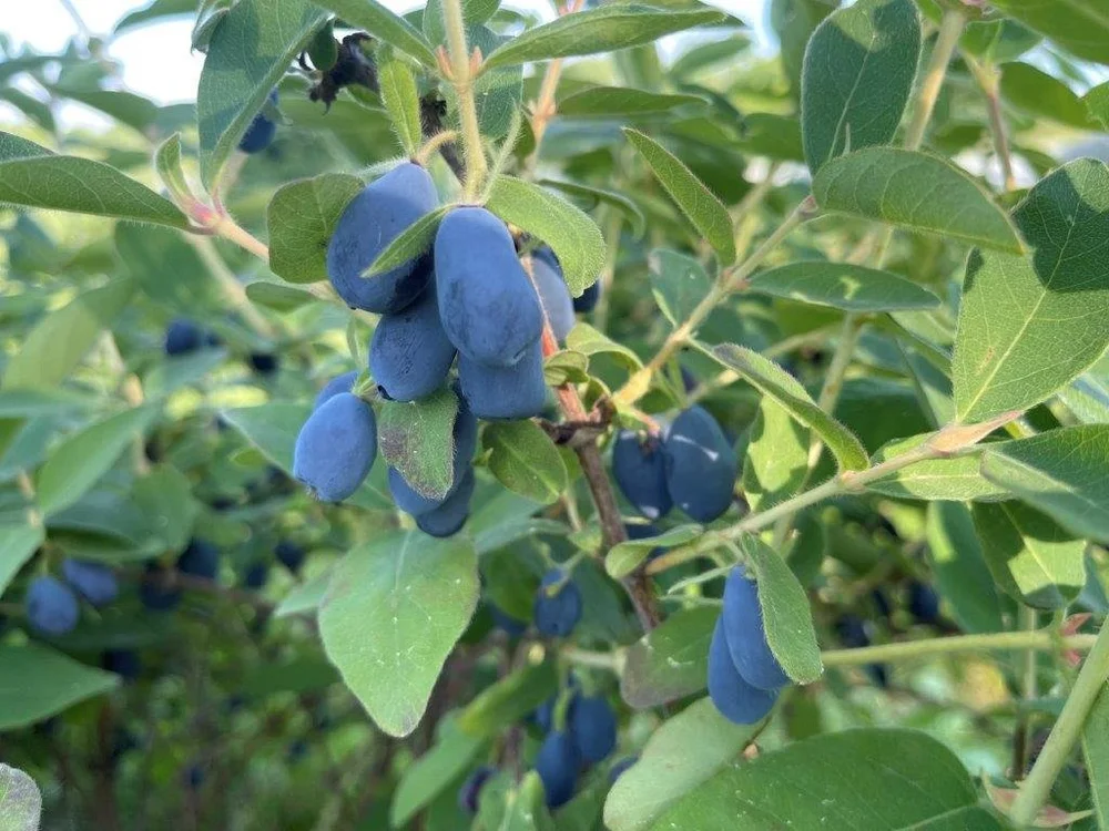 ABOUT US — Nova Scotia's Own Haskap Berries