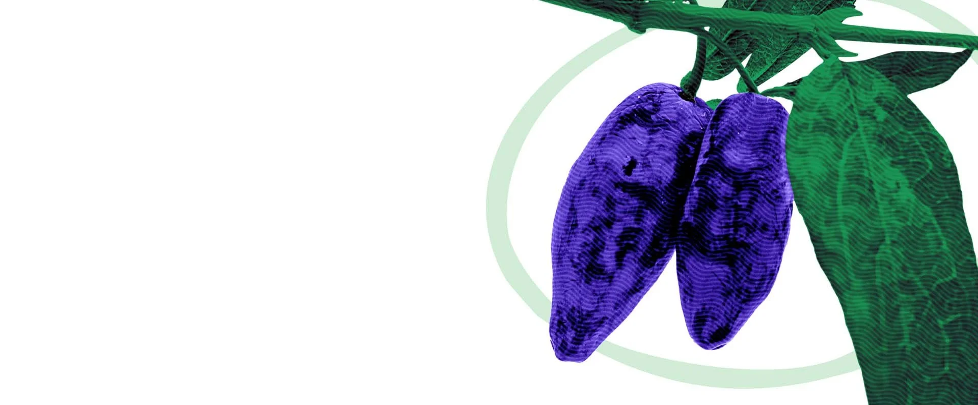 About Us — Nova Scotia's Own Haskap Berries