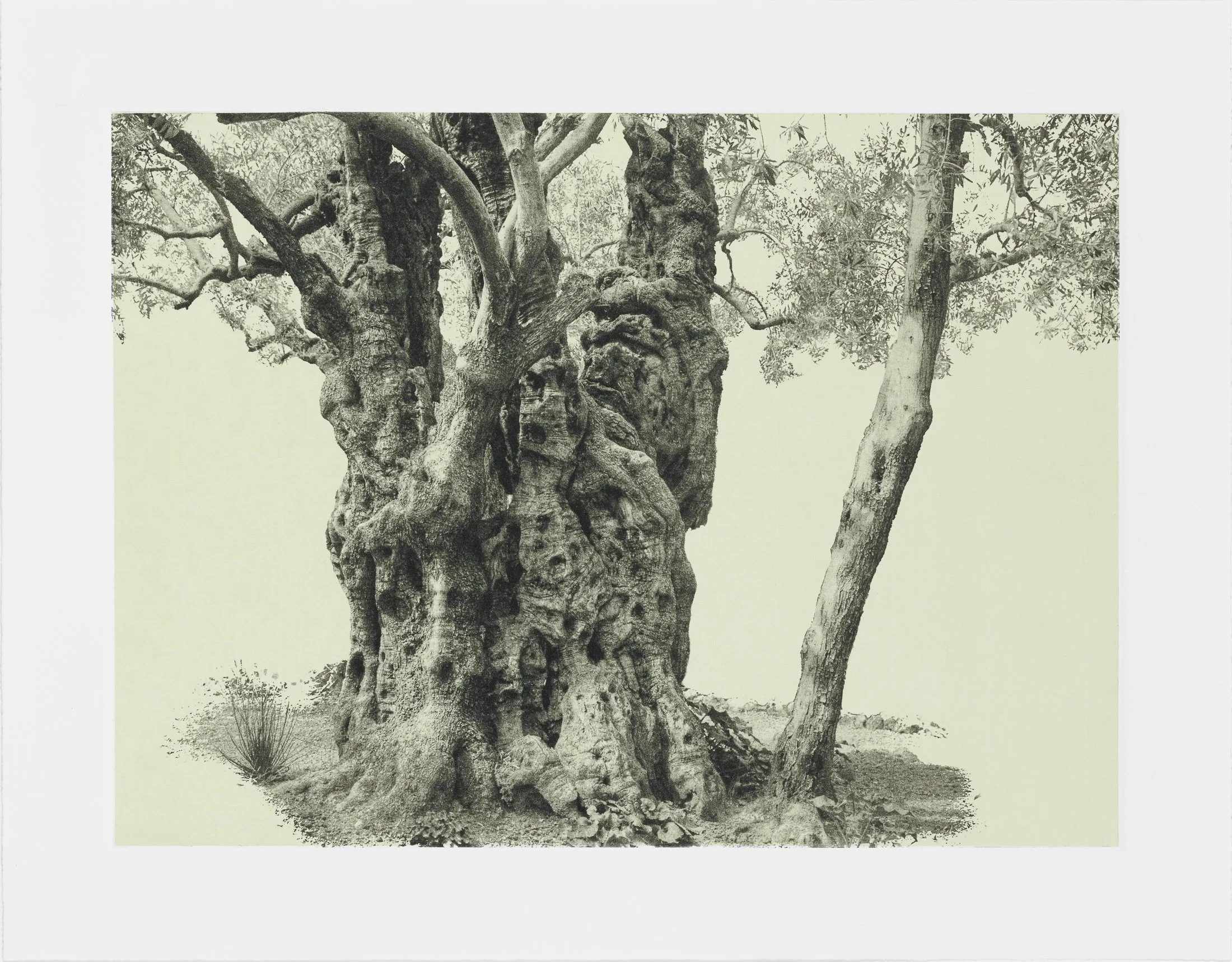 gethsemane-13.jpg