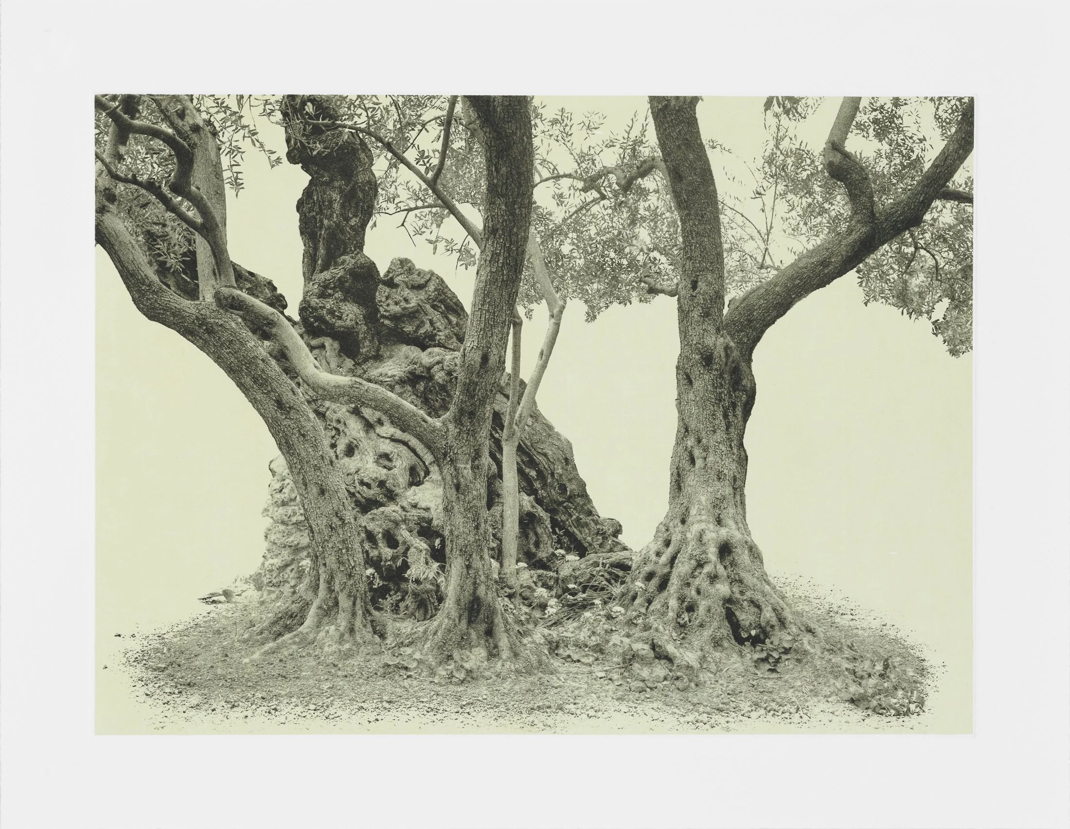 gethsemane-18.jpg