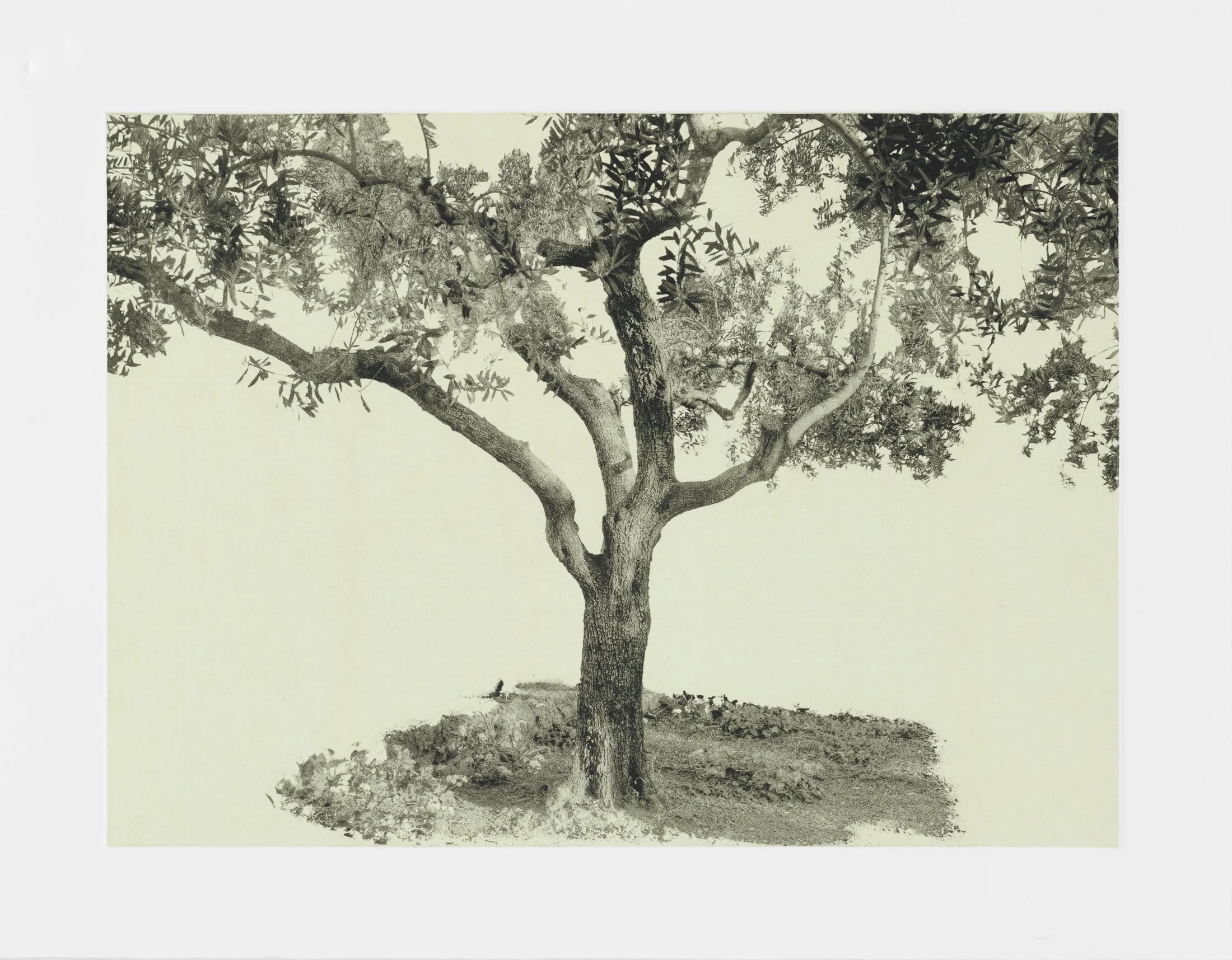 gethsemane-12.jpg