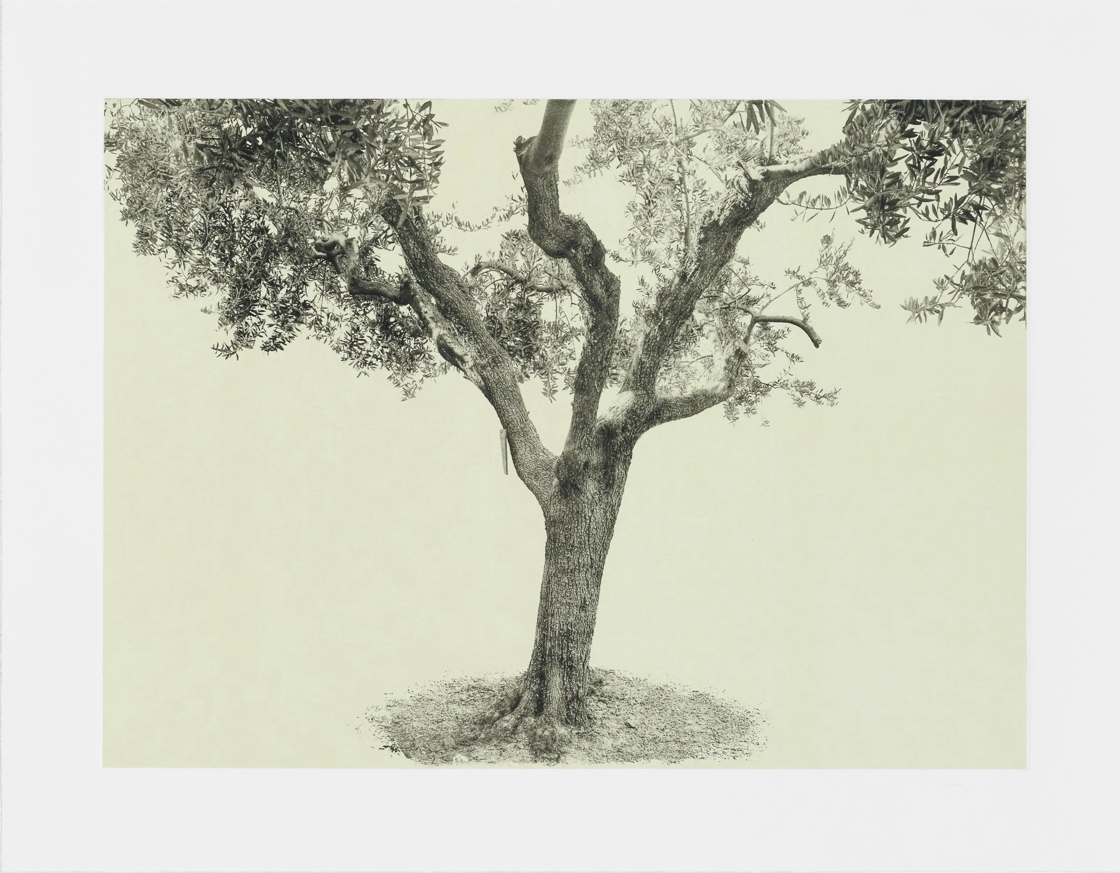 gethsemane-6.jpg