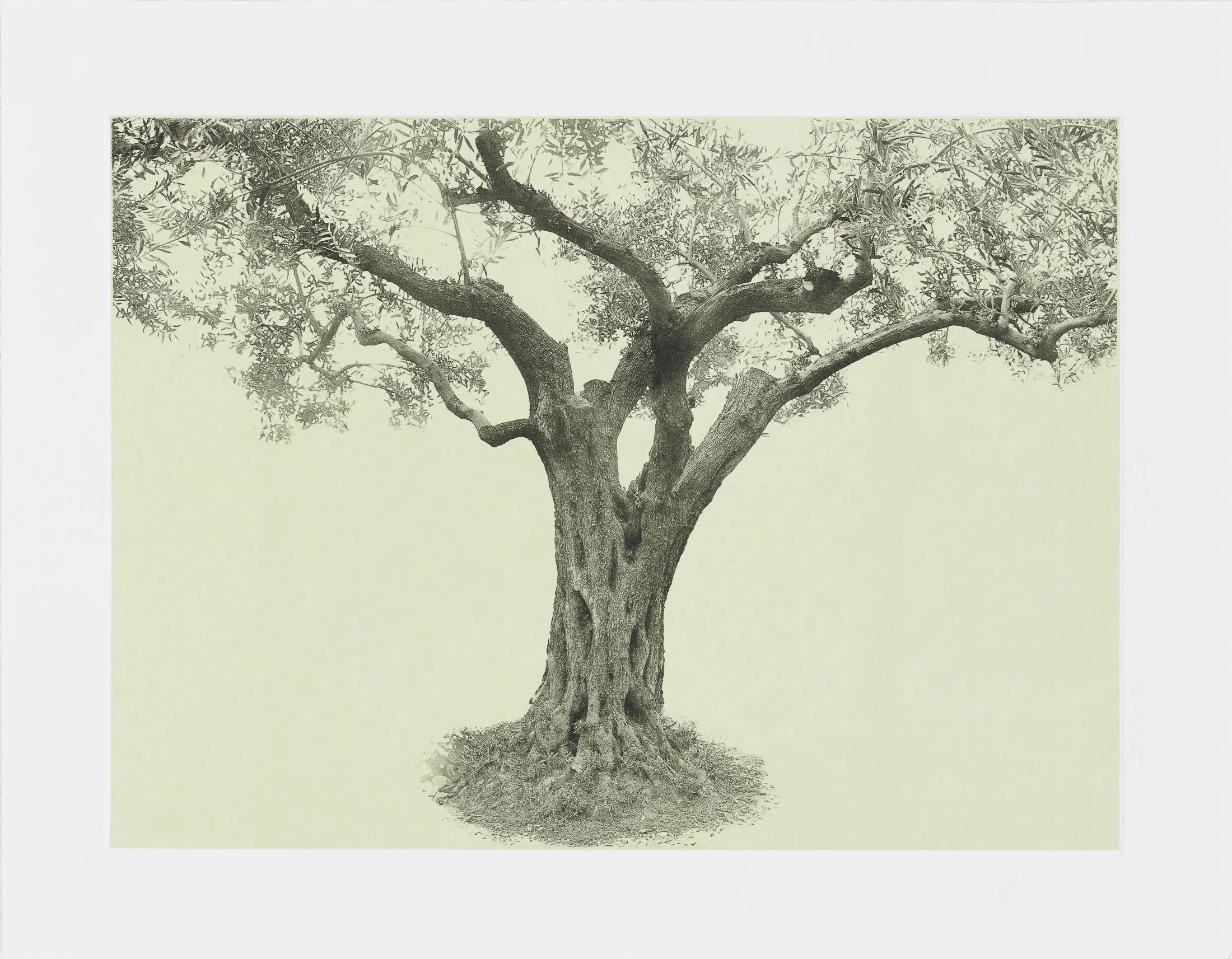 gethsemane-23.jpg
