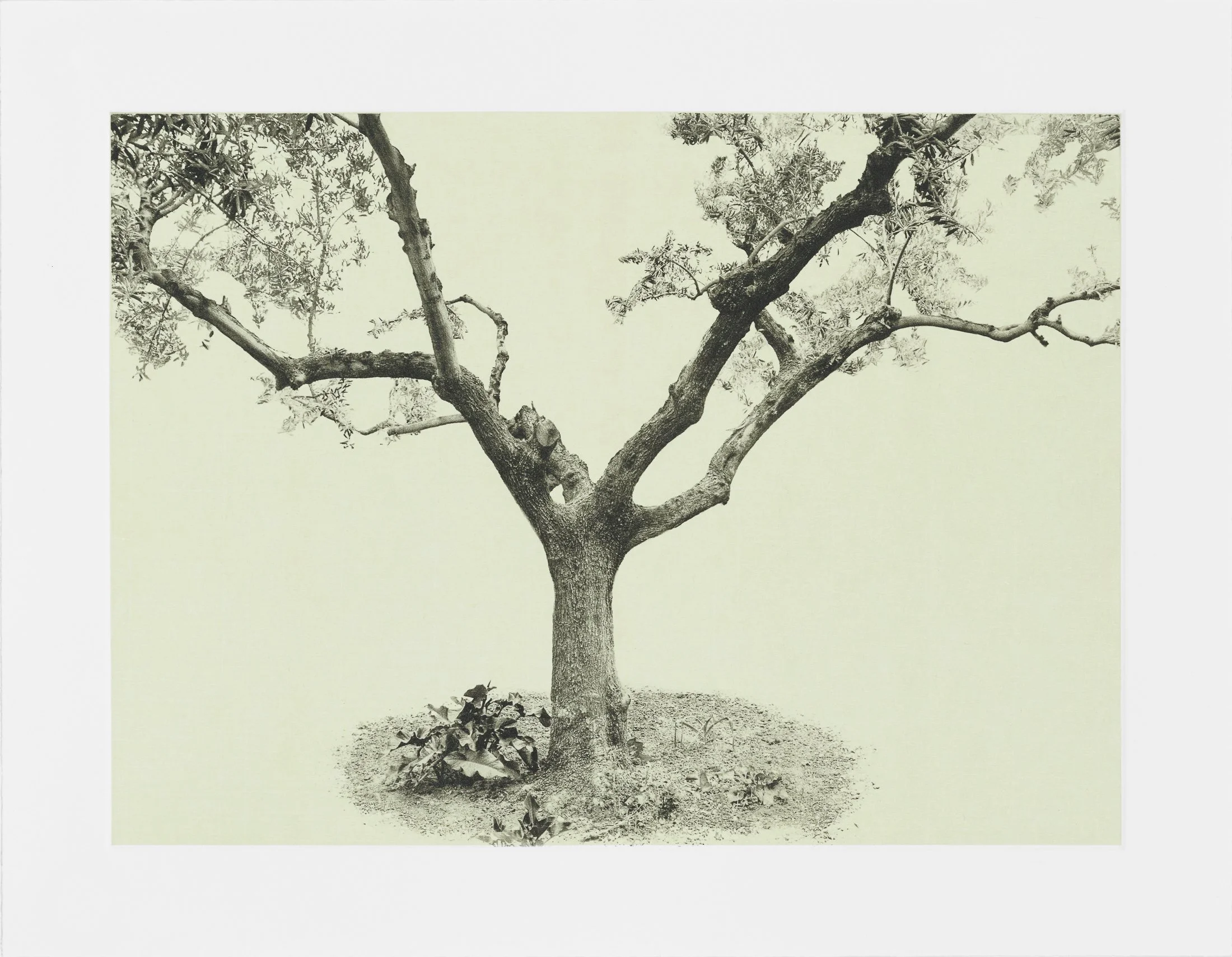 gethsemane-2.jpg