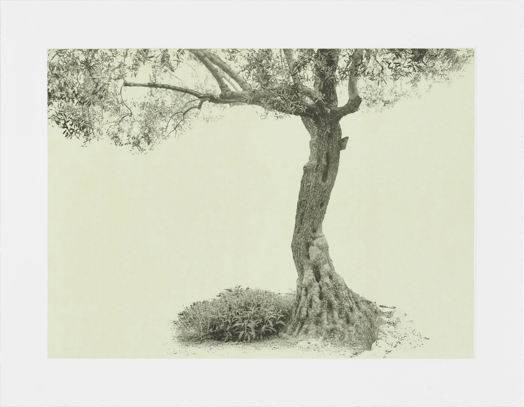 gethsemane-14.jpg