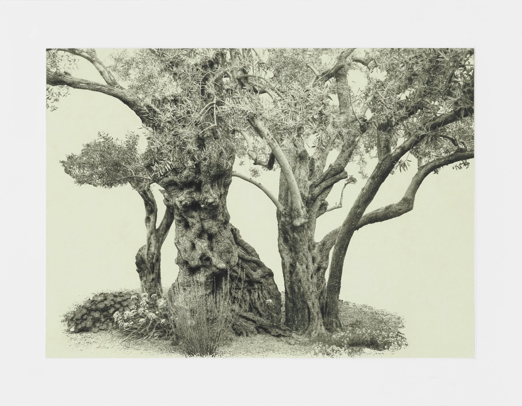 gethsemane-11.jpg