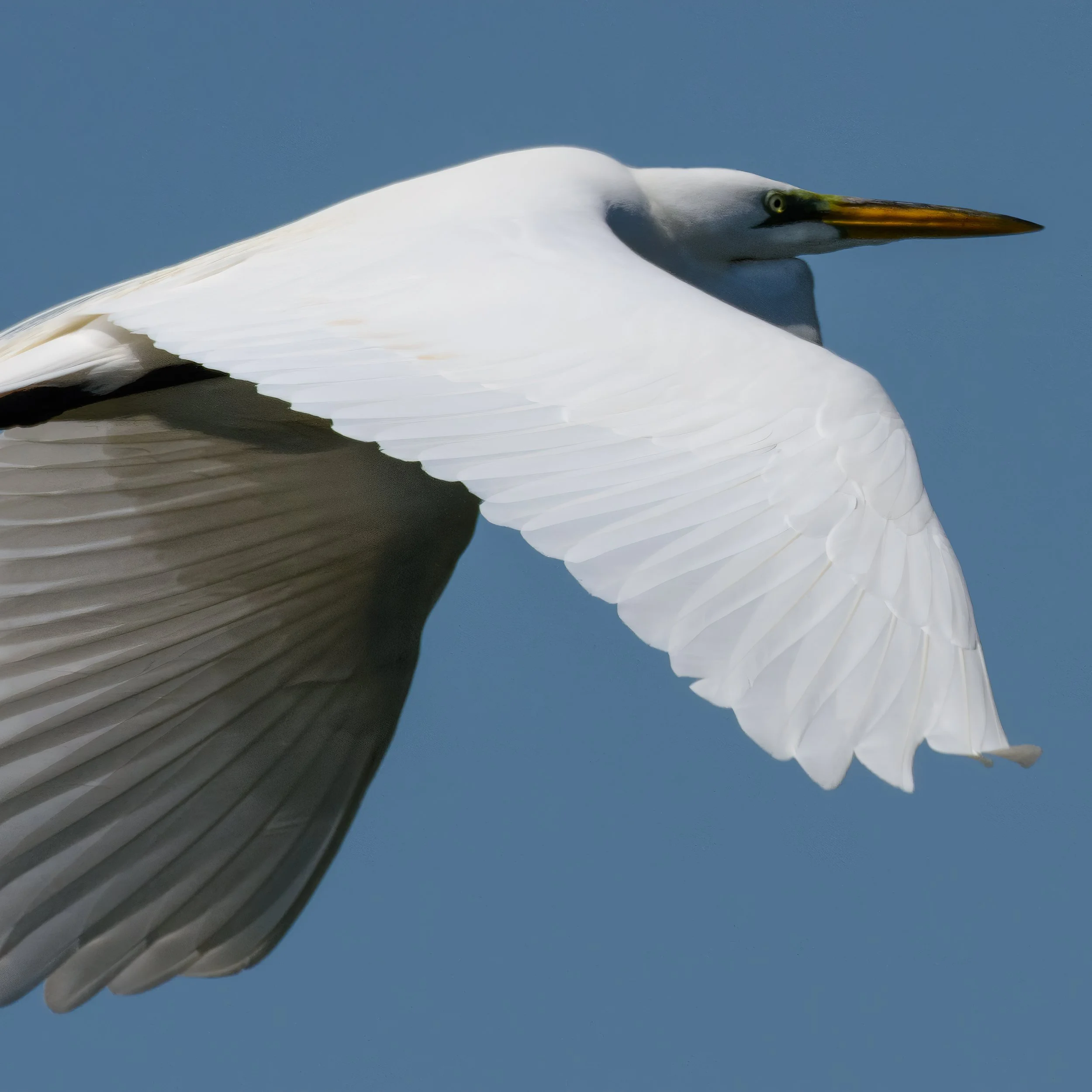 Great White Heron