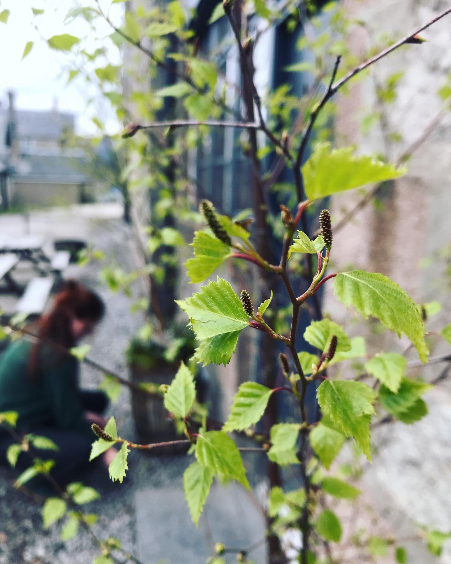 Planting sweet and delicate birch trees .. finally spring is coming! We have leaves! Green is good for the soul. My name Chloe means little green shoot and I think I know why it&rsquo;s my name. Happy Spring everyone! Thank you @botanical.babe for yo