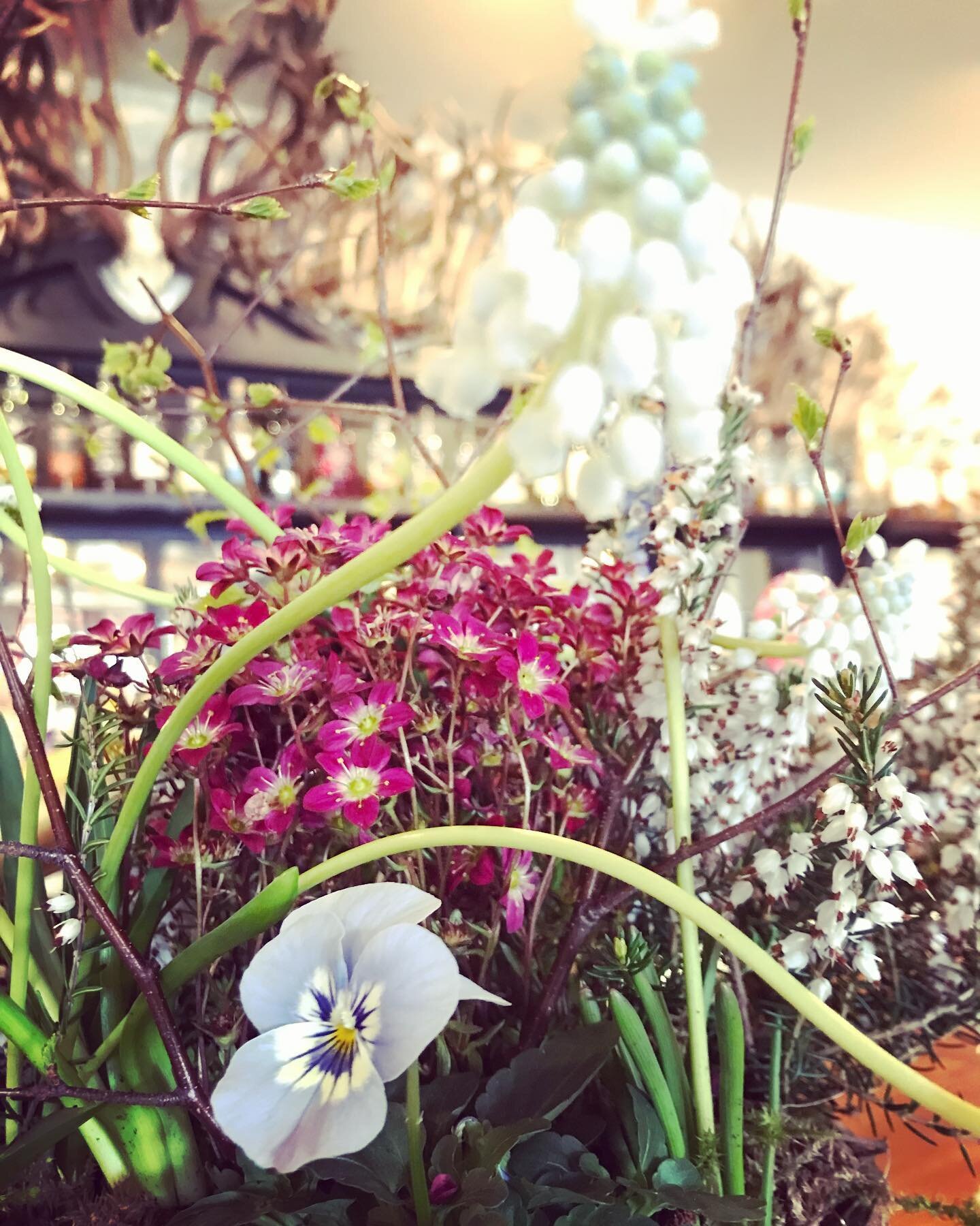 Flying the flag in the flying stag this weekend &hellip; for Scottish and British grown plants and flowers! Sweet and scented flowers grown nearby, with living birch trees and put together by your friendly neighbourhood florist! Support small busines