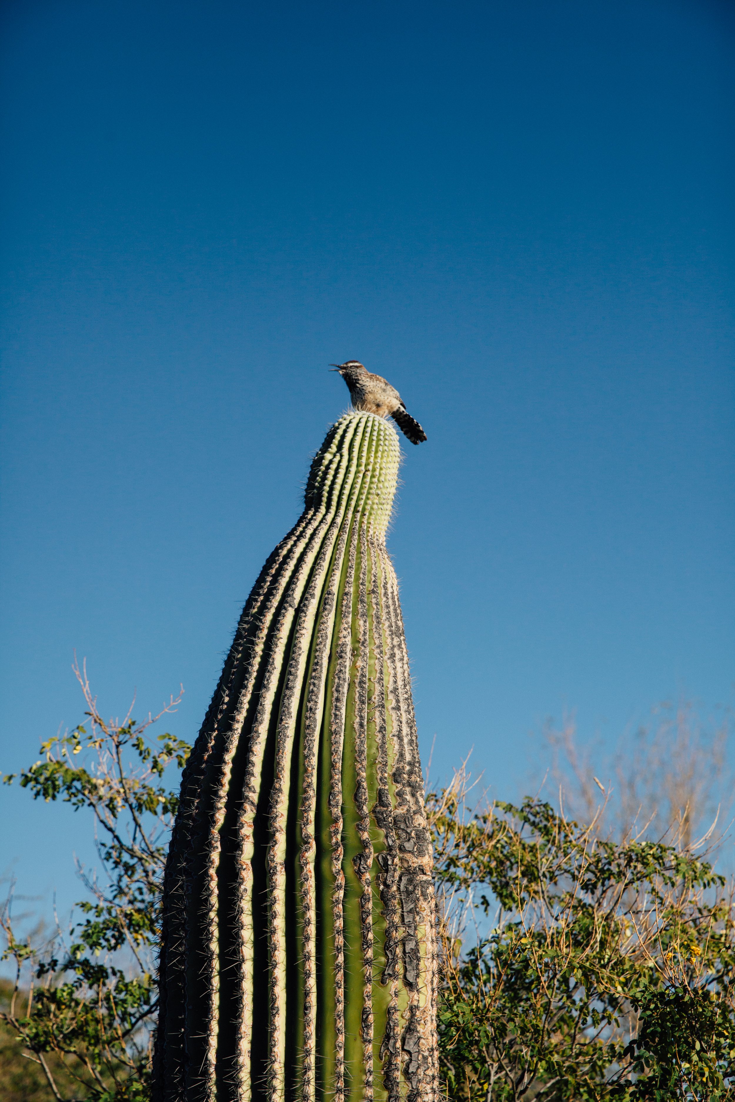 Tuscon-9.jpg